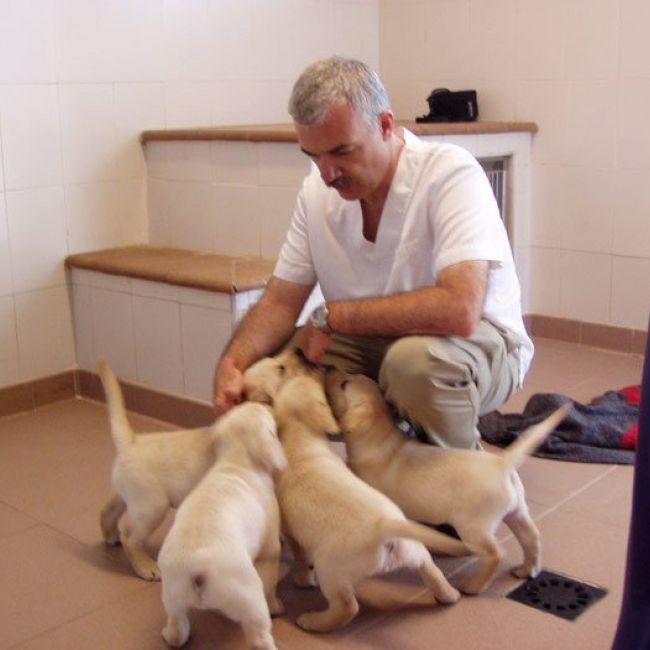 Veterinarios en Madrid Veterinarios en Madrid